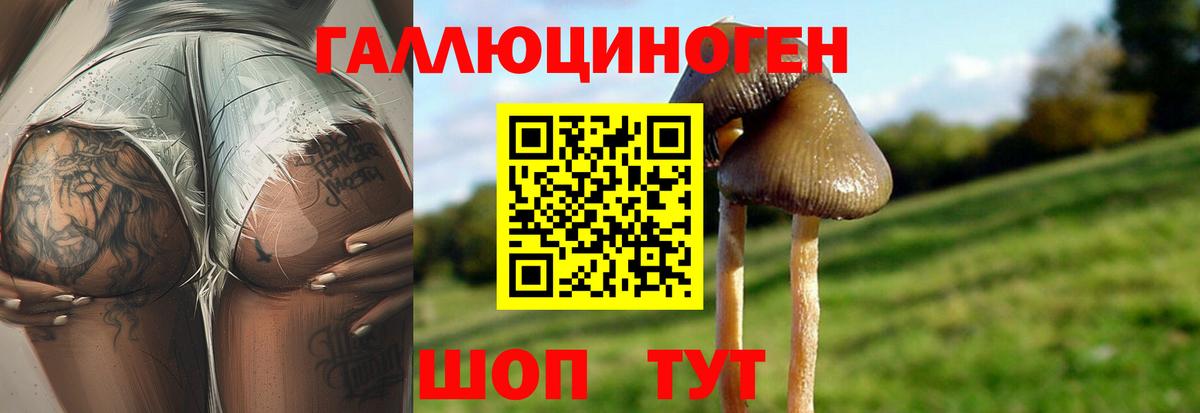Псилоцибиновые грибы Psilocybe Коммунар
